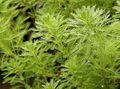 zelena Papiga Pero, Parrotfeather Voda Milfoil vodni, Myriophyllum značilnosti, fotografija