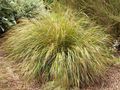 Foto Fasanenschwanz Gras, Federgras, Neuseeland Wind Gras Getreide wächst und Merkmale