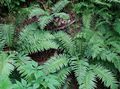 Photo Plagiogyria Ferns growing and characteristics