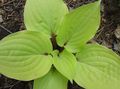 Photo Plantain lily Leafy Ornamentals growing and characteristics