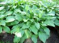 Photo Plantain lily Leafy Ornamentals growing and characteristics