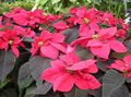 Foto Weihnachtsstern, Noche Buena, , Weihnachten Blume Dekorative-Laub wächst und Merkmale