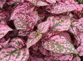 daudzkrāsains Polka Dot Augs, Izraibināt Seja lapu dekoratīvie augi, Hypoestes raksturlielumi, Foto