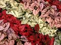 Foto Tupfen-Anlage, Sommersprossen Gesicht Dekorative-Laub wächst und Merkmale
