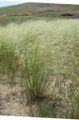 silvery Ornamental Plants Porcupine Grass cereals, Hesperostipa characteristics, Photo