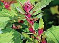 Photo Red Orach, Mountain Spinach Leafy Ornamentals growing and characteristics