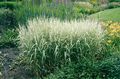 Foto Rohrglanzgras Getreide wächst und Merkmale