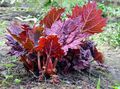 Photo Rhubarb, Pieplant, Da Huang Leafy Ornamentals growing and characteristics