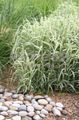 multicolor Ornamental Plants Ribbon Grass, Reed Canary Grass, Gardener's Garters cereals, Phalaroides characteristics, Photo
