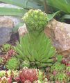 Foto Rosularia Sukkulenten wächst und Merkmale