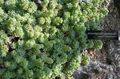 ljósgrænt skraut plöntur Rosularia succulents einkenni, mynd