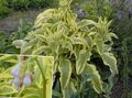 Photo Russian Comfrey Leafy Ornamentals growing and characteristics