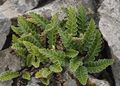 Photo Rustyback Fern, Rusty-back Fern, Scaly Spleenwort  growing and characteristics