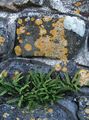 grønn Prydplanter Rustyback Bregne, Rusten-Back Bregne, Skjellete Spleenwort, Ceterach kjennetegn, Bilde