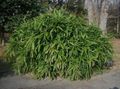 green Ornamental Plants Sasa, Sasaella, Broadleaf Bamboo, Palmata Bamboo cereals characteristics, Photo