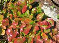 Photo Schizocodon Leafy Ornamentals growing and characteristics