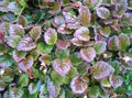 multicolor Ornamental Plants Schizocodon leafy ornamentals characteristics, Photo