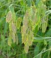 green Ornamental Plants Spangle grass, Wild oats, Northern Sea Oats cereals, Chasmanthium characteristics, Photo