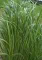 Photo Spartina, Prairie Cord Grass Cereals growing and characteristics