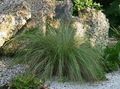 light green Ornamental Plants Spartina, Prairie Cord Grass cereals characteristics, Photo