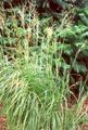 licht groen Sierplanten Spartina, Weide Koord Gras granen karakteristieken, foto