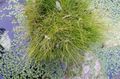 მწვანე დეკორატიული მცენარეები Spike Rush მარცვლეული, Eleocharis მახასიათებლები, სურათი