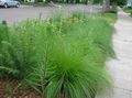 зелен Декоративни растения Sporobolus, Прерийни Dropseed житни характеристики, снимка