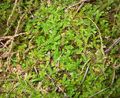 Foto Frühlingswiese Spikemoss, Schweizer Bärlapp Farne wächst und Merkmale