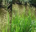 Foto Gestreiften Manna Gras, Schilf Manna Gras Wasser wächst und Merkmale