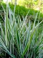 Photo Striped Manna Grass, Reed Manna Grass Aquatic Plants growing and characteristics