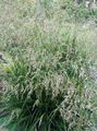 Foto Getuftete Schmiele, Goldenen Schmiele, Haar Gras, Hassock Gras, Tussockgras Getreide wächst und Merkmale