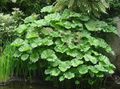 Photo Umbrella Plant, Indian Rhubarb Leafy Ornamentals growing and characteristics