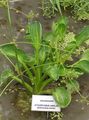 Photo Water plantain  growing and characteristics