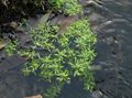 Photo Water-Starwort Aquatic Plants growing and characteristics