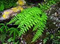 green Ornamental Plants Woodsia ferns characteristics, Photo