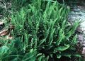 green Ornamental Plants Woodsia ferns characteristics, Photo