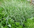 multicolor Ornamental Plants Yorkshire Fog, Creeping Velvet Grass cereals, Holcus characteristics, Photo