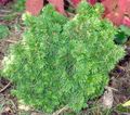 green Ornamental Plants Alberta Spruce, Black Hills Spruce, White Spruce, Canadian Spruce, Picea glauca characteristics, Photo
