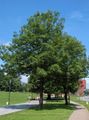 zelena Okrasne Rastline Drevo Pepela, Fraxinus značilnosti, fotografija