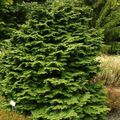 green Ornamental Plants Atlantic White Cedar, Hinoki False Cypress, Chamaecyparis characteristics, Photo