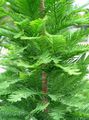 Photo Bald Cypress Ornamental Plants growing and characteristics