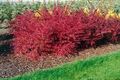 Photo Barberry, Japanese Barberry Ornamental Plants growing and characteristics