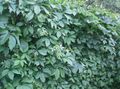 Photo Boston ivy, Virginia Creeper, Woodbine Ornamental Plants growing and characteristics