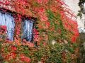 red Ornamental Plants Boston ivy, Virginia Creeper, Woodbine, Parthenocissus characteristics, Photo