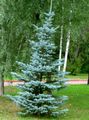 light blue Ornamental Plants Colorado Blue Spruce, Picea pungens characteristics, Photo