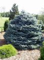 silvery Ornamental Plants Colorado Blue Spruce, Picea pungens characteristics, Photo