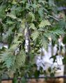 silvery Ornamental Plants Common alder, Alnus characteristics, Photo