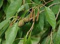 green Ornamental Plants Common alder, Alnus characteristics, Photo