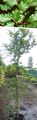 жасыл Сәндік өсімдіктер Fagus Sylvatica сипаттамалары, Фото