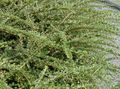 green Ornamental Plants Cotoneaster horizontalis characteristics, Photo